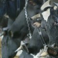 Proizvodnja sira Parmiđano Ređano podleže klimatskim promenama i toplotnim talasima
