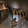 Pronađeni prvi poznati otisci stopala odraslog tiranosaurus reksa