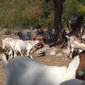 Marela svaki dan ustaje u pet ujutru, radi u školi, a kad dođe kući brine o 40 koza - i u tome najviše uživa: "One su moja…