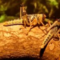 Globalno otopljavanje preti da uništi brojne vrste insekata