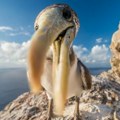 Redonda: Transformacija malog karipskog ostrva u utočište za divlje životinje