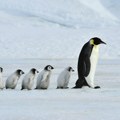 Roditelji pingvini dnevno odspavaju više od 10.000 puta