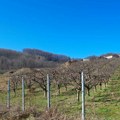 Orezao mu voće, sredio imanje i na kraju ostao praznih džepova! Milinko prevaren kao niko: Vlasnik ga iskoristio!