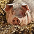 U Srbiji od početka epidemije afričke kuge eutanazirano više od 78.000 svinja