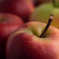 Jabuke na dar senćanskim medicinarima