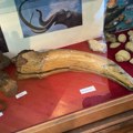 Saša čuva i kljove od mamuta! Srbin od kuće napravio poseban muzej, svi ga posećuju: Za njega su čuli i Japanci! (foto)