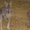 "Nedavno je stigao, bio je pod stresom": Detalji o kenguru koji je hteo da pobegne iz Beo zoo vrta, evo gde je sad