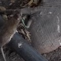 Najezda pacova u ovom srpskom gradu, samo se kote! Ljudi u panici, snimci iz centra grada sablasni (video)