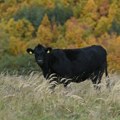 Godinama je brinuo o njemu: Bik usmrtio dugogodišnjeg radnika na farmi u Gornjem Tavankutu