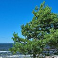 Palo drvo na plaži u Hrvatskoj, lakše povređene četiri osobe