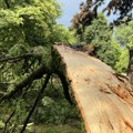 Incident u Baru: Grana bora teška osam tona pala na ugostiteljski objekat