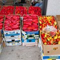 Ajvaruša nikad krupnija, prinosi i do 50 tona po hektaru: Evo koliko košta paprika "slonovo uvo"