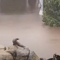 VIDEO Morska lavica iskoristila poplavu u Njujorku: Otplivala iz svog bazena u zoo-vrtu