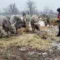 Vatrogasci odneli hranu kravama i konjima: Prve fotografije sa Krčedinske ade