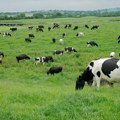 Miloš gaji holstajn-frizijske krave, najneobičniju rasu, zbog toga je i pravi domaćin: "Isporučujem mleko i sanjam da…