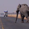Bocvana zapretila da će poslati 20.000 slonova Nemačkoj: Živite vi sa njima