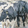 Otkupne cene mleka među najvišim u Evropi