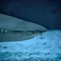 ФОТО: Плава ајкула уловљена код Будве, дуга више од три метра