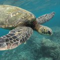 Spasena divlja glavata kornjača oporavila se u Francuskoj i vraćena je u Mediteran