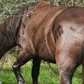 Pomozite! Dirljiva priča o nestaloj kobili dori iz sela Prćilovica kod Aleksinca: Stanojlo apeluje na sve ljude u kraju!