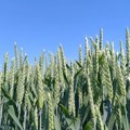 Pšenica cveta, kukuruz niče – obavezna zaštita useva od bolesti, insekata i korova
