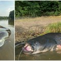 (Foto) "upecana" grdosija od 2,72 metara! Jakub savladao neman i oborio državni rekord koji je postavio samo dve nedelje ranije…