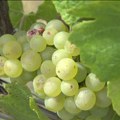 Septembar je mesec berbe grožđa