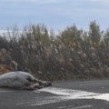 (Foto) vozač kombija usmrtio konja: Pretužan prizor kod Kikinde: Uginuo na licu mesta, vlasnik video jezivu scenu kada je…