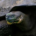 Naučnici rekonstruisali nestalu vrstu džinovske kornjače istrebljene u 19. veku, vraćaju se na Galapagos