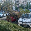Nevreme pravilo haos po Beogradu, obaralo stabla, čupalo grane: Pune ruke posla za Zelenilo, već intervenisali na 21 lokaciji…