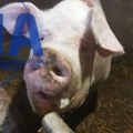 Kraj pošasti, u Čačku više nema svinjske kuge: Ukinuto rešenje o proglašenju zaraženih i ugroženih područja