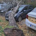 Vetar olujne jačine noćas od 5 pravi štetu po Zrenjaninu, drvo palo na automobil u ulici Uroša Predića Nevreme u…