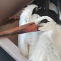 Marko iz Prilepca spasio rodu, negovao je i izlečio, postali su prijatelji: Odužila mu se na neverovatan način