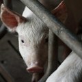 Do sada eutanazirano 2.070 svinja – veterinari upozoravaju: Bogatić je novo žarište afričke kuge