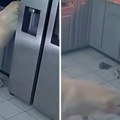 Skočio na pult, a onda je nastao pakao: Pas slučajno izazvao požar koji je uništio porodičnu kuću