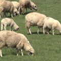 U okolini Raške pojačana veterinarska kontrola posle pojave boginja ovaca i koza