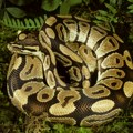 Piton oboleo od raka dobio terapiju koja se koristi kod ljudi; Veterinari oduševljeni rezultatom