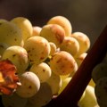 Župska berba - praznik grožđa, vina i vrednih ruku