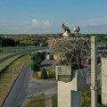Ornitološka atrakcija u Novom Sadu – veliki porast broja belih roda (FOTO)