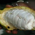 Kakao dostigao istorijski visoku vrednost