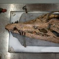 Arheologija: Morsko čudovište pliosaurus ušlo u Ginisovu knjigu rekorda