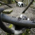 Da li ste nekada videli bebe lemura? U Škotskoj su na svet stigle Nova i Evi (FOTO)