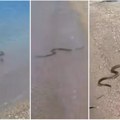 (Video) Snimak sa plaže u kao iz horor filma: Ogromna zmija izlazi iz mora, ljudi vrište: "Ovo je da se umre odmah"