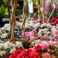 Počinju prijave za “Najlepšu cvetnu aleju Zemuna”