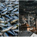 (Video) Zeničani ovako nešto ne pamte Na stotine mrtvih riba na obali reke! Pored puta pronađene i uginule lisice Na snazi…