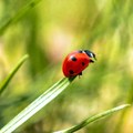 Devojke, ovo morate da znate Evo šta znači kada bubamara sleti na vas, prema narodnom verovanju - ovo vam se sprema!
