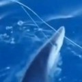 Stvorila se niotkuda Morska neman u Jadranu napala turiste (video)