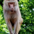 (Foto) "Stigao kući po sopstvenoj želji": Majmun Luka pobegao iz zoološkog vrta u Škotskoj, pa se sam vratio