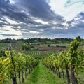 Fruškogorska vinska šetnja 26. septembra u Sremskim Karlovcima