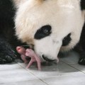 Blizanci velike pande po prvi put rođeni u Južnoj Koreji